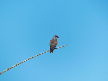 Low angle view of bird perching on cable