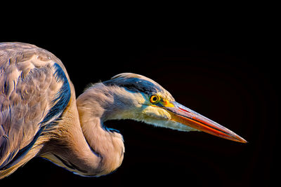 Heron/egret on black background, ready to catch,observing,awareness,attention, alert,concentration,