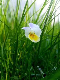 Close-up of white flower on field