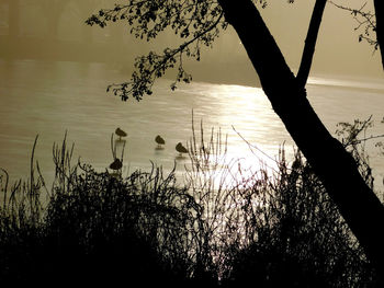 Silhouette tree by lake against sky during sunset