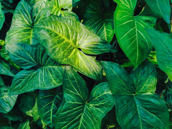 Full frame shot of green leaves