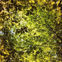 Low angle view of tree