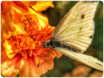 Close-up of butterfly on flower