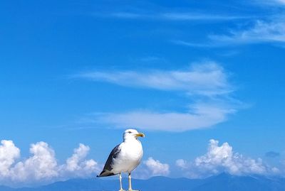 Seagull perching on a bird