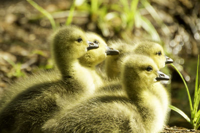 Close-up of ducklings in nest