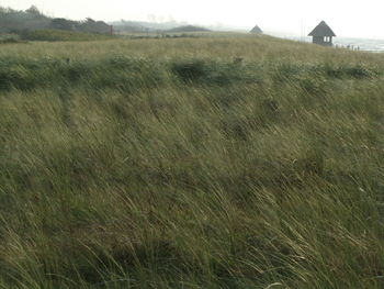 Tranquil scene of grassy field