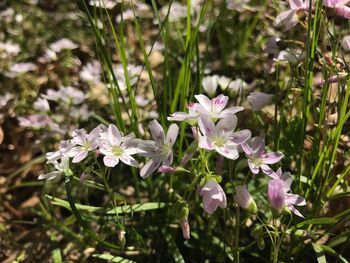 Close-up of flowers blooming outdoors