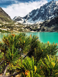 Scenic view of pine tree against sky