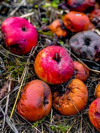 High angle view of apples on field