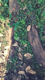 Plants growing on log in forest
