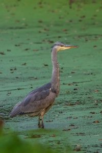 High angle view of gray heron perching on water