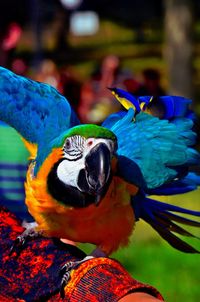 Close-up portrait of a bird