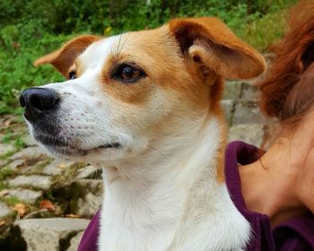 Close-up of dog with hand