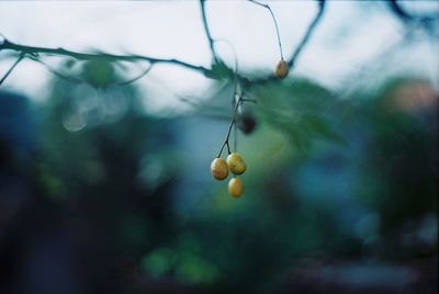 Close-up of fruits hanging on tree