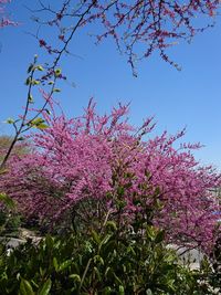 Low angle view of pink flowers on tree