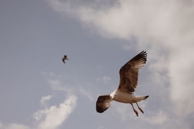 Low angle view of cormorant flying against sky