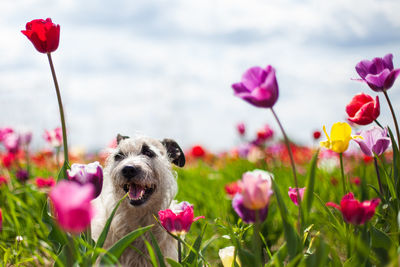 View of pink flowers