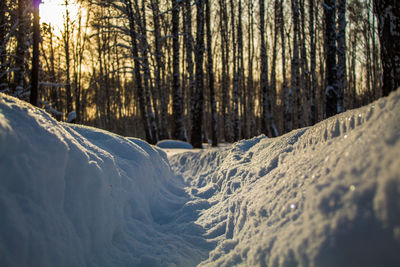 Snow covered land and trees in forest