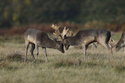 A fallow deer fight