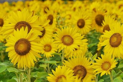 Close-up of sunflowers blooming outdoors