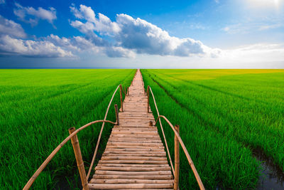 The bridge is made of bamboo stretching across the rice fields as far as the eye can see