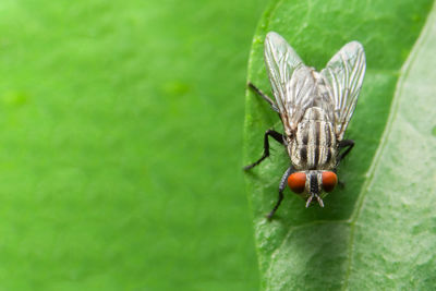 Close-up of housefly on leaf