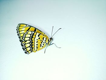 Close-up of butterfly over white background
