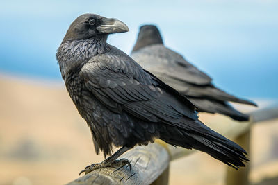 A black common raven at the coast of fuerteventura