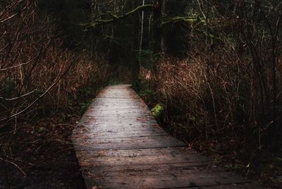 Narrow walkway along trees