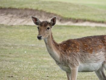 Portrait of deer standing on field