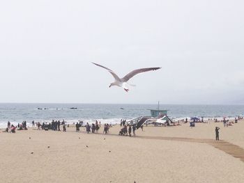 Seagulls flying over sea