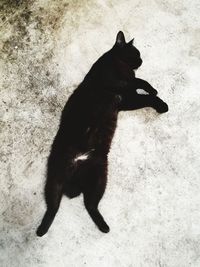 High angle view of black cat
