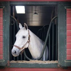 Close-up of horse in stable