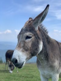 Close-up of a horse on field