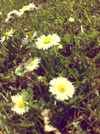 Daisy flowers blooming in field