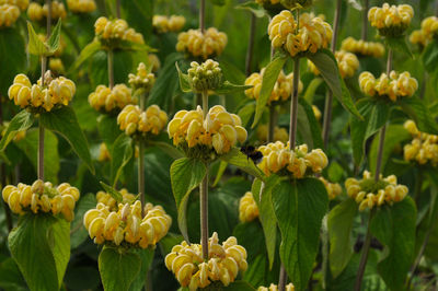 Jerusalem sage, phlomis fruticosa, flowering in a garden in summer