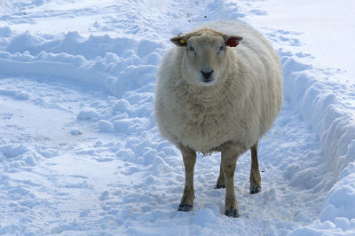 Portrait of sheep standing on snow covered field