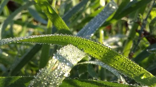 Close-up of raindrops on leaves