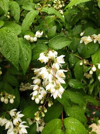 Close-up of white flowering plant