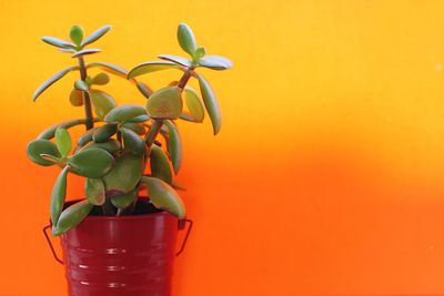 Close-up of potted plant against orange wall