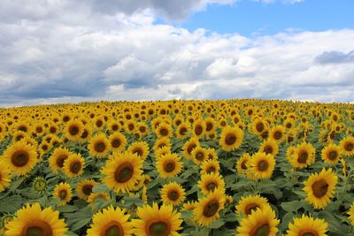 Sunflowers blooming on field against sky