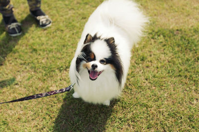 High angle view of dog on grass