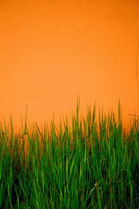 Close-up of wheat field against orange sky