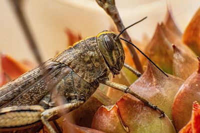 Close-up of insect