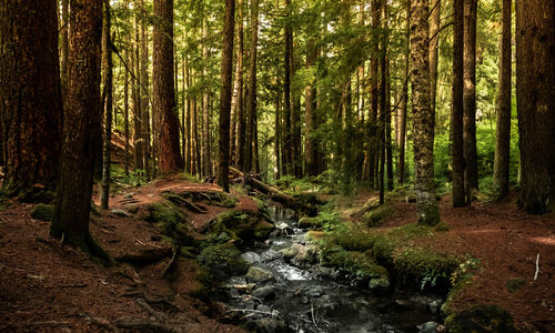 Scenic view of stream flowing amidst trees in forest