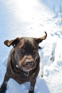 Portrait of dog on snow covered field