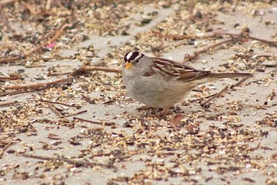 High angle view of bird on sand