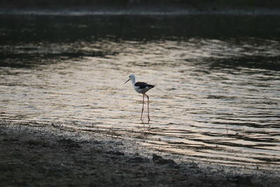Bird perching on a lake