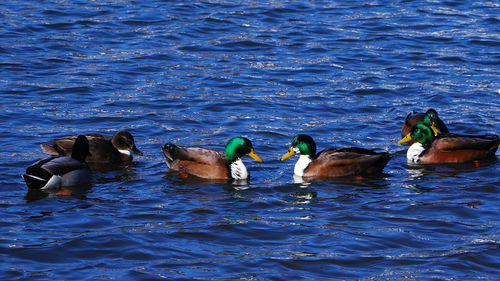 Ducks swimming in lake