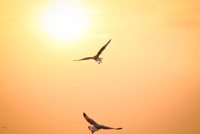 Low angle view of bird flying in sky